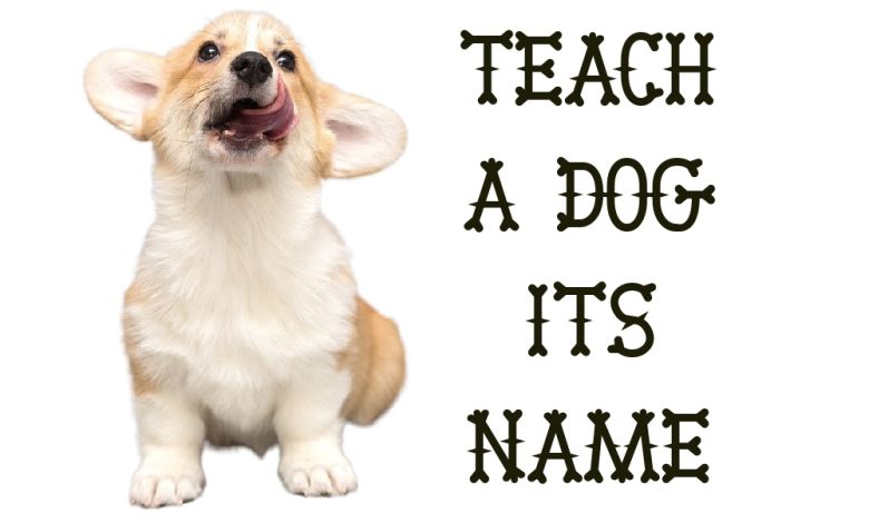 Dog Name train