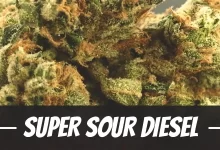 Super Sour Diesel Strain