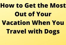 How to Get the Most Out of Your Vacation When You Travel with Dogs
