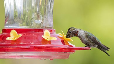 All You Need To Know About Hummingbird Feeders