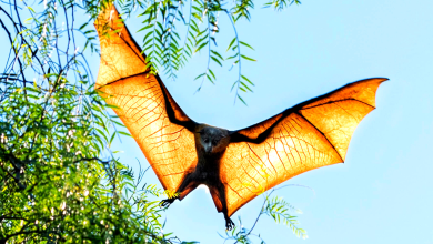 Photo of What is a Flying Fox?