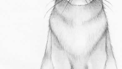 Photo of The Most Significant Way to Draw A Realistic Cat Step by Step
