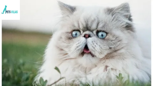 Cute Fluffy Cat Breeds
