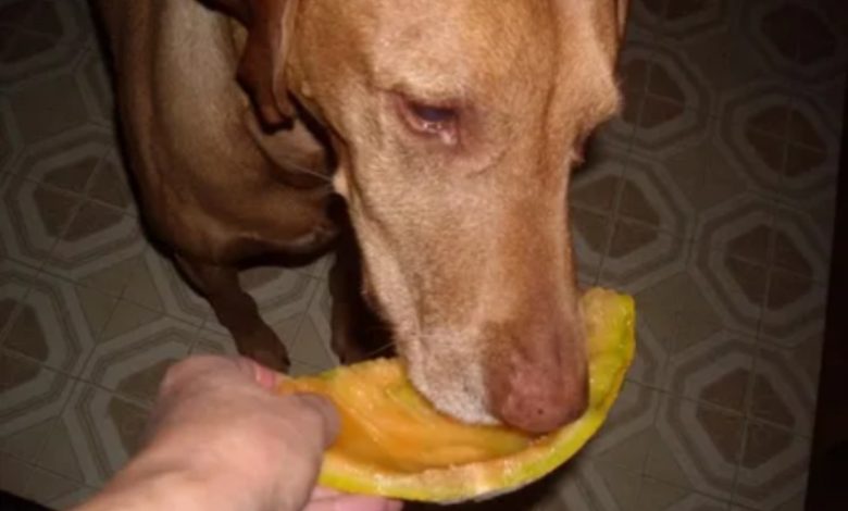 Can Dogs Eat Watermelon and Cantaloupe