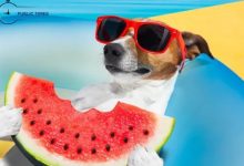 Can Dogs Eat Watermelon And Cantaloupe
