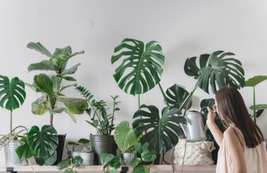 hanging plants online