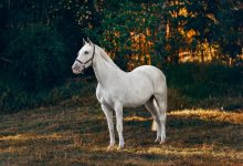How Much Does a Horse Cost Price Breakdown and Tips