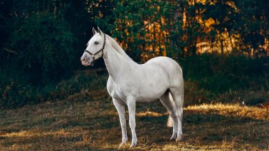 How Much Does a Horse Cost Price Breakdown and Tips