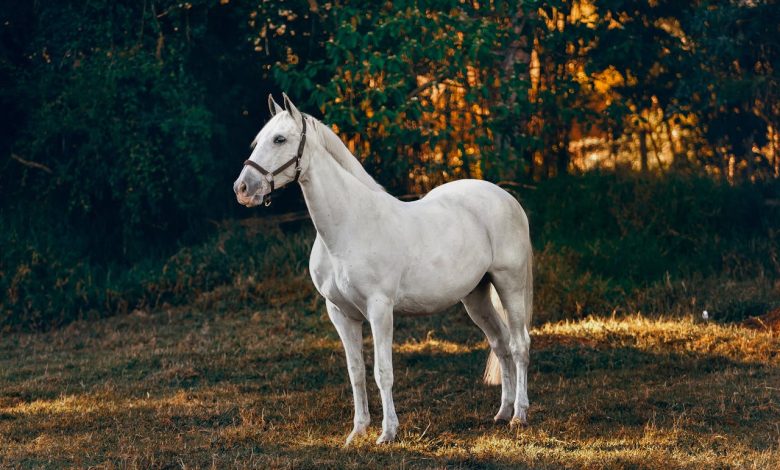 How Much Does a Horse Cost Price Breakdown and Tips