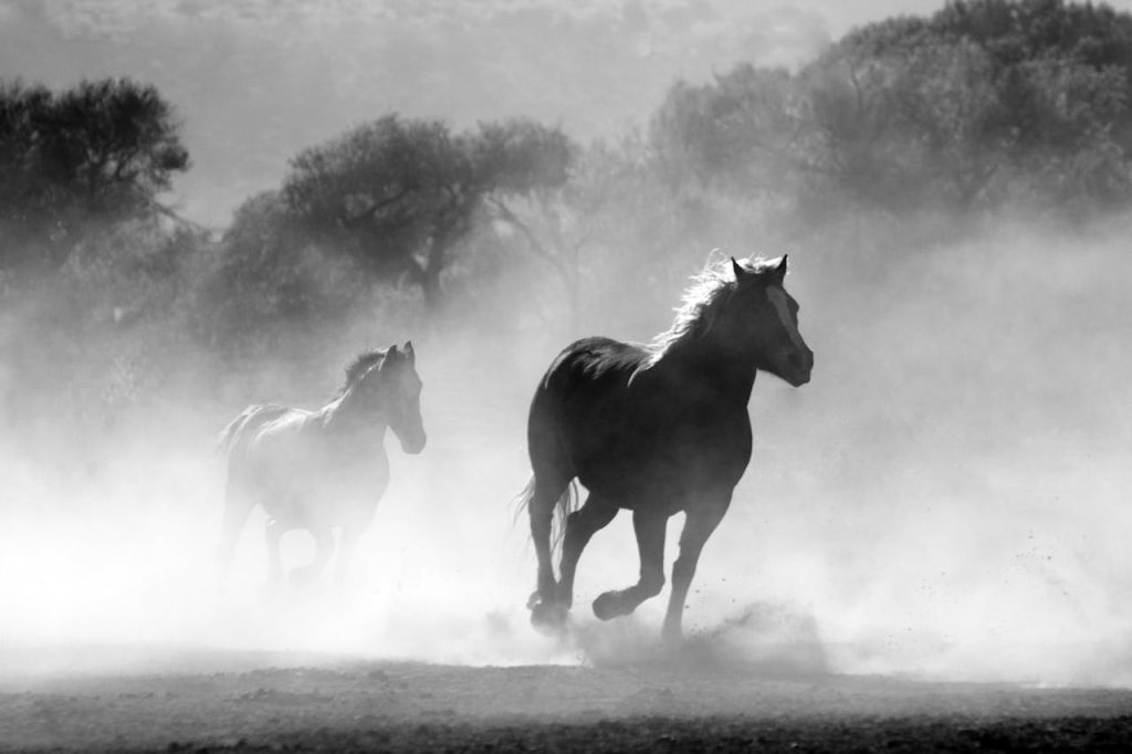 How much does a horse cost