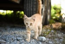 How to Remove Cat N from Car Complete Guide