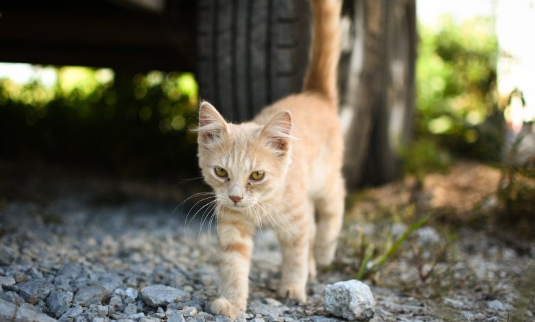 How to Remove Cat N from Car Complete Guide