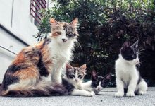 What Is a Group of Cats Called Exploring Cat Groups