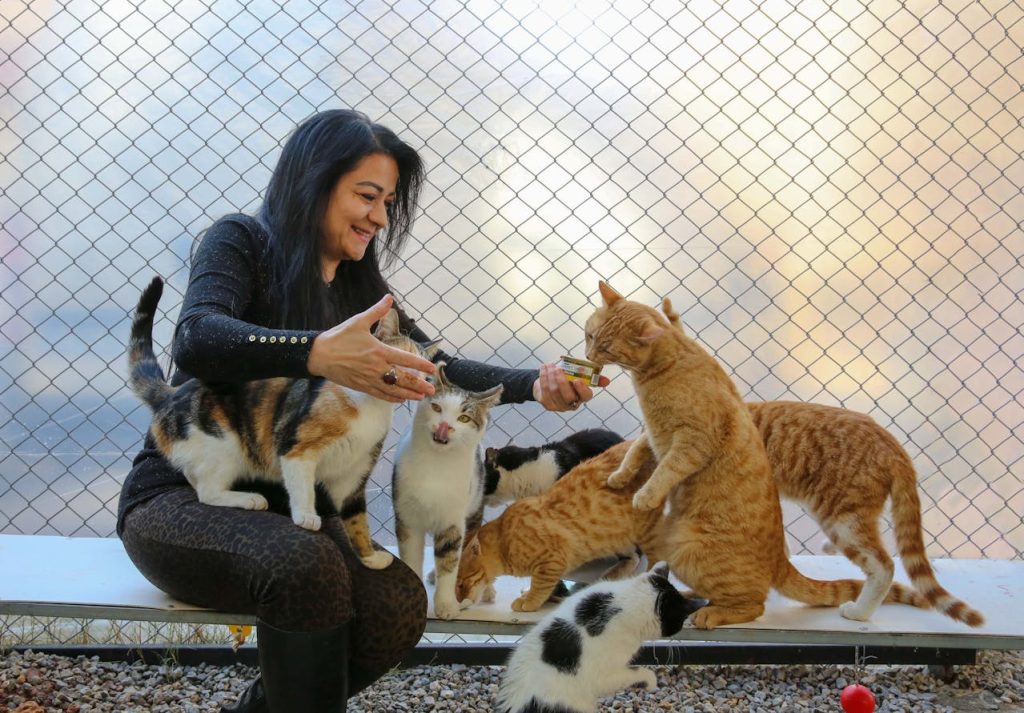 What is a group of cats called